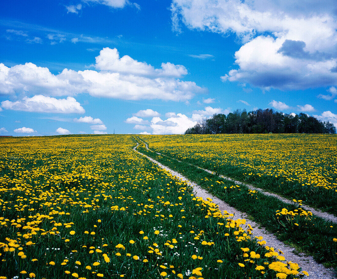 Dandelion field