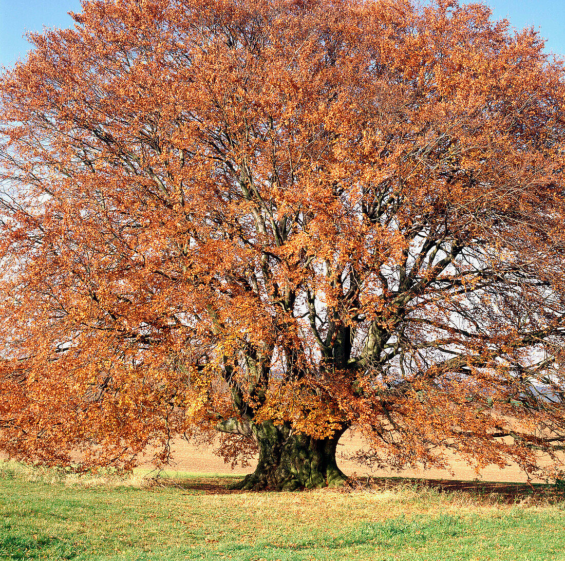 Beech (Fagus Sylvatica) in autumn. Bavaria. Germany
