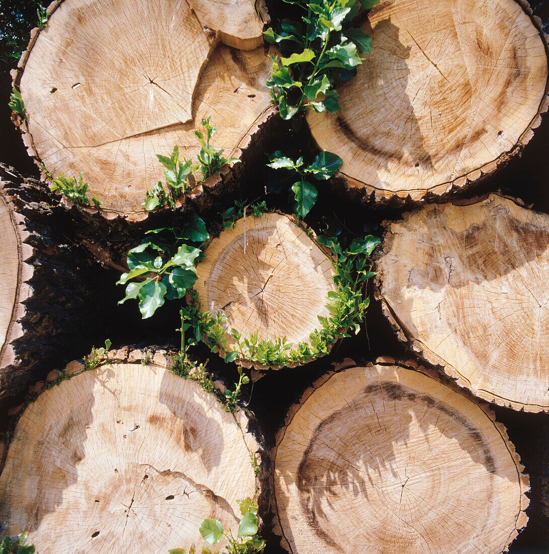 White poplar logs