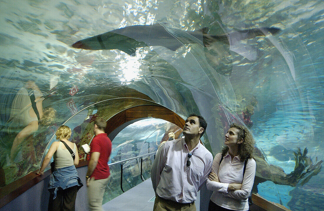 Besucher und Hai im Aquarium. San Sebastián, Guipúzcoa. Euskadi, Spanien