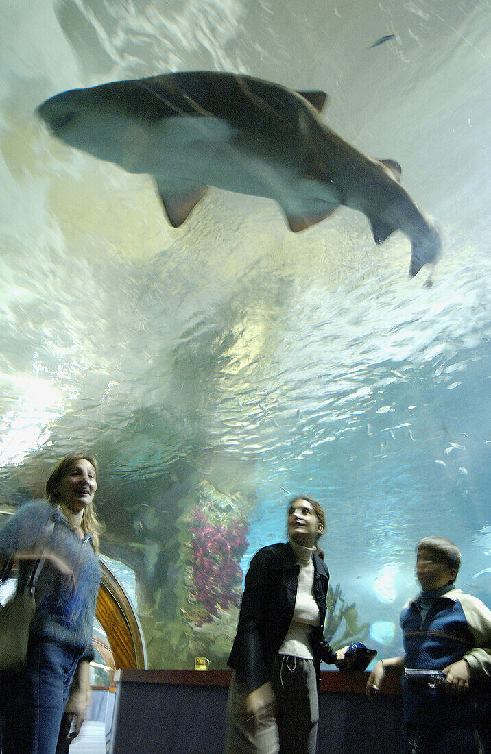 Besucher und Hai im Aquarium. San Sebastián, Guipúzcoa. Euskadi, Spanien