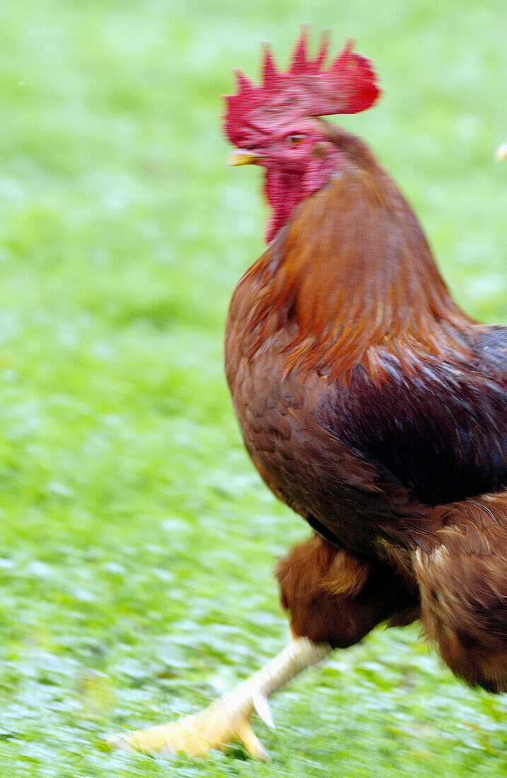 Cock. Legazpi, Guipúzcoa. Euskadi, Spain