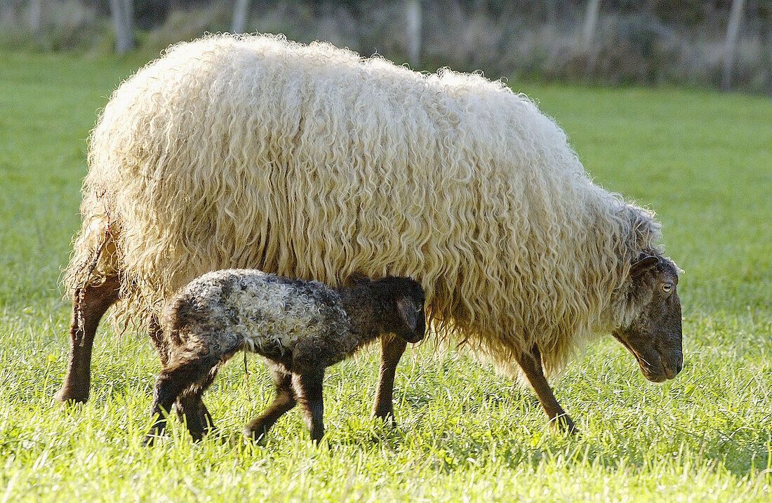 Latza-Schaf, erwachsen und Lamm. Legazpi. Guipúzcoa, Spanien