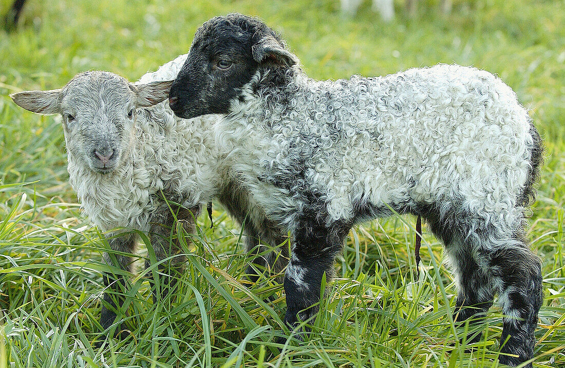 Latza sheep, lambs. Legazpi. Guipúzcoa, Spain