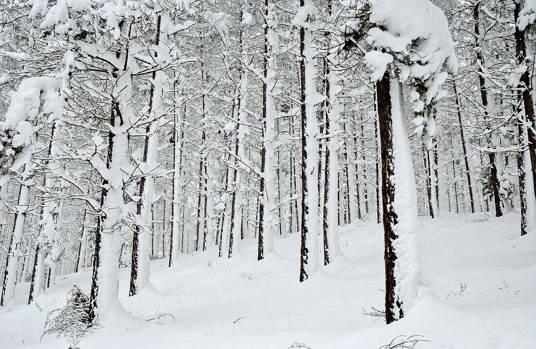 Sierra de Aitzkorri im Winter. Guipúzcoa, Spanien