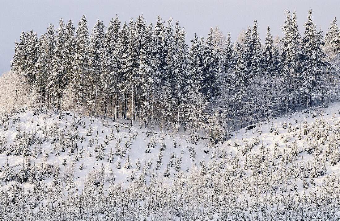 Sierra de Aitzkorri im Winter. Guipúzcoa, Spanien