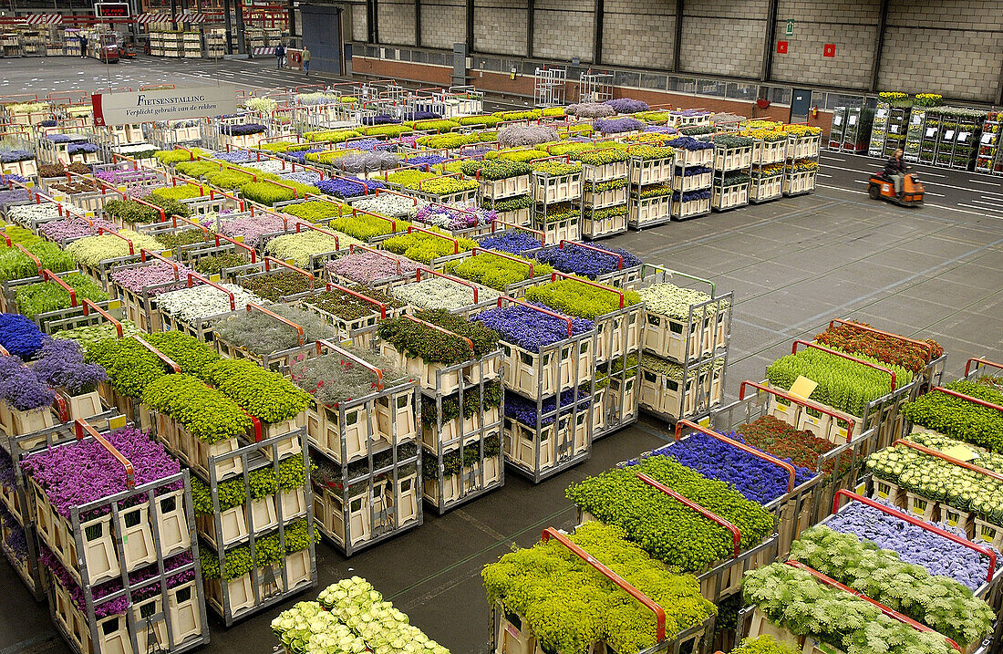 Distribution hall, Flower Auction (Bloemenveiling) Aalsmeer. Netherlands