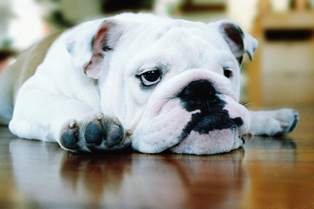 Bulldog