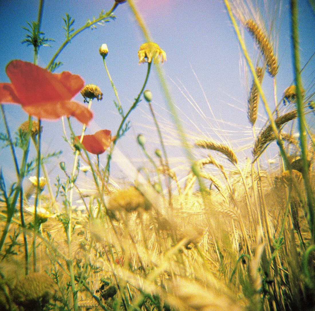  Botany, Color, Colour, Country, Countryside, Daytime, Detail, Details, Ear, Ears, Exterior, Flower, Flowers, Grass, Grasses, Grassland, Grasslands, Horticulture, Meadow, Meadows, Motion, Movement, Moving, Nature, Outdoor, Outdoors, Outside, Plant, Plants