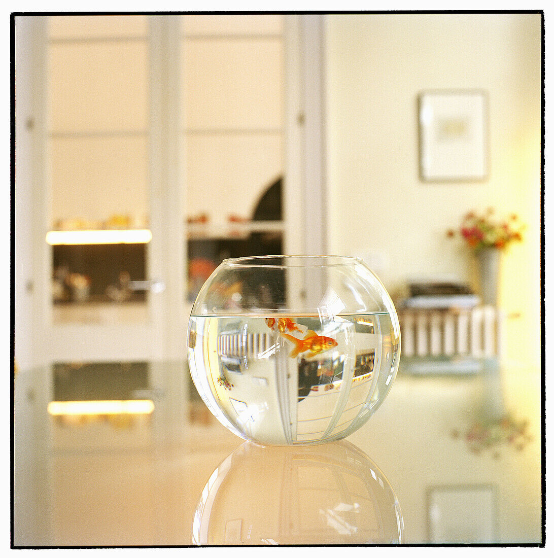  At home, Caught, Close up, Close-up, Closeup, Color, Colour, Concept, Concepts, Decoration, Fish, Fishbowl, Fishbowls, Fishes, Glass, Home, Indoor, Indoors, Inside, Interior, Mirror image, Mirror images, Object, Objects, Pet, Pets, Reflection, Reflection