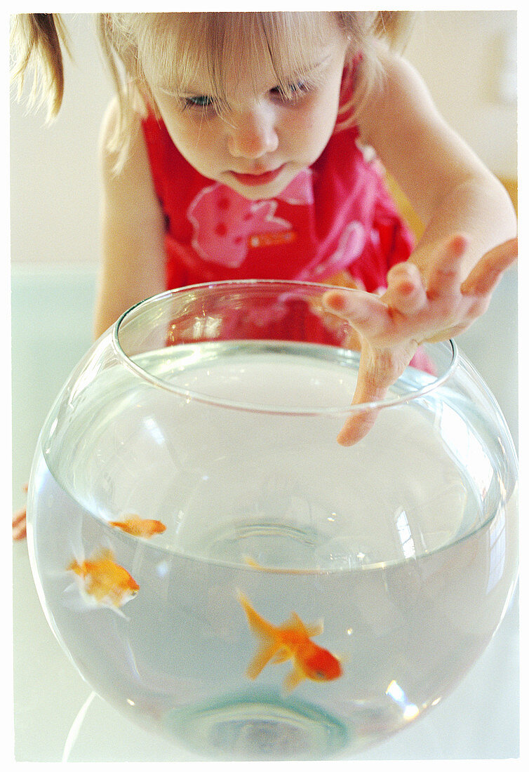 asian, Caucasians, Child, Childhood, Children, Color, Colour, Contemporary, Curiosity, Curious, Fair-haired, Female, Fish, Fishbowl, Fishbowls, Fishes, Girl, Girls, Glass, Home, Human, Indoor, Indoors