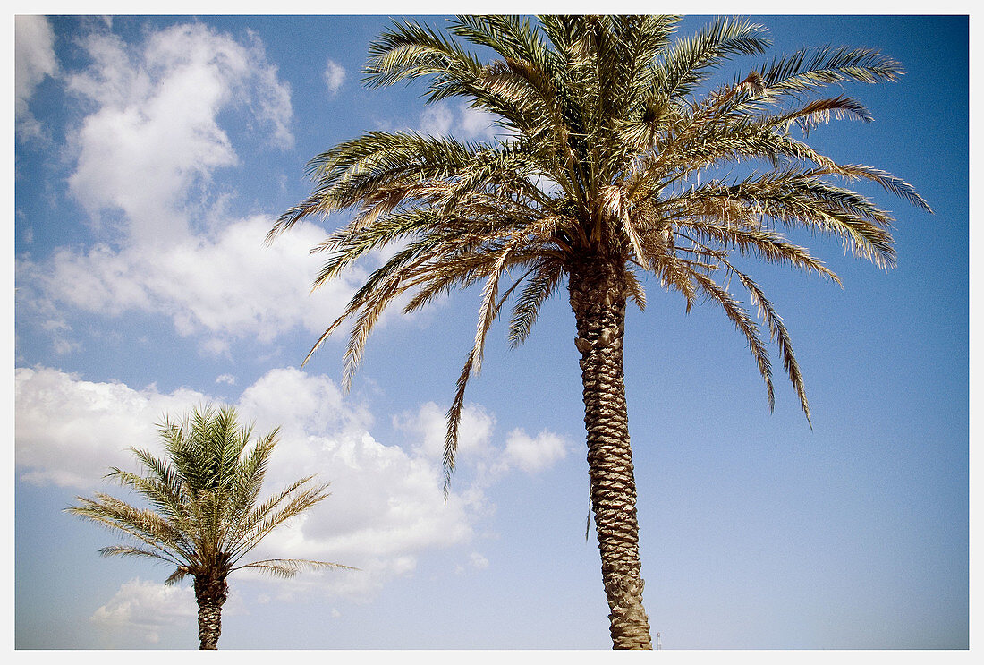  Blue, Cloud, Clouds, Color, Colour, Daytime, Exterior, Nature, Outdoor, Outdoors, Outside, Pair, Palm, Palm tree, Palm trees, Palms, Plant, Plants, Scenic, Scenics, Skies, Sky, Two, White, B75-550176, agefotostock 