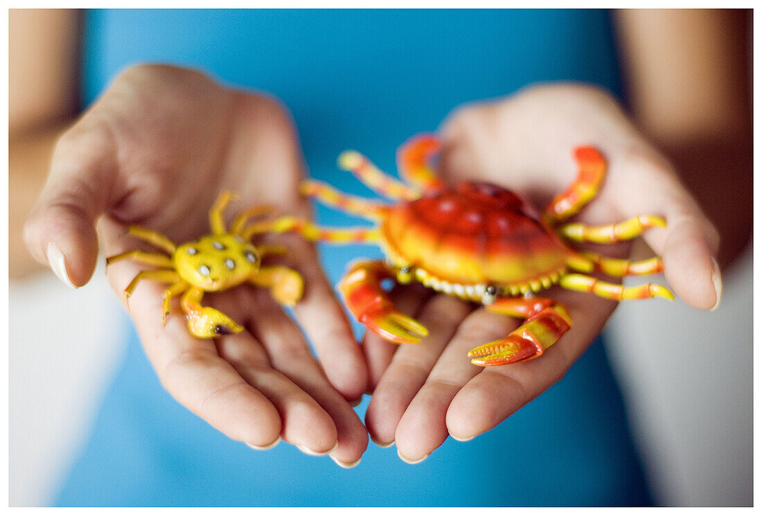  Adult, Adults, Close up, Close-up, Closeup, Color, Colour, Contemporary, Crab, Crabs, Crustacean, Crustaceans, Different, Fauna, Female, Figure, Figures, Hand, Hands, Hold, Holding, Human, Indoor, Indoors, Interior, Little, Marine life, Nature, One, One 