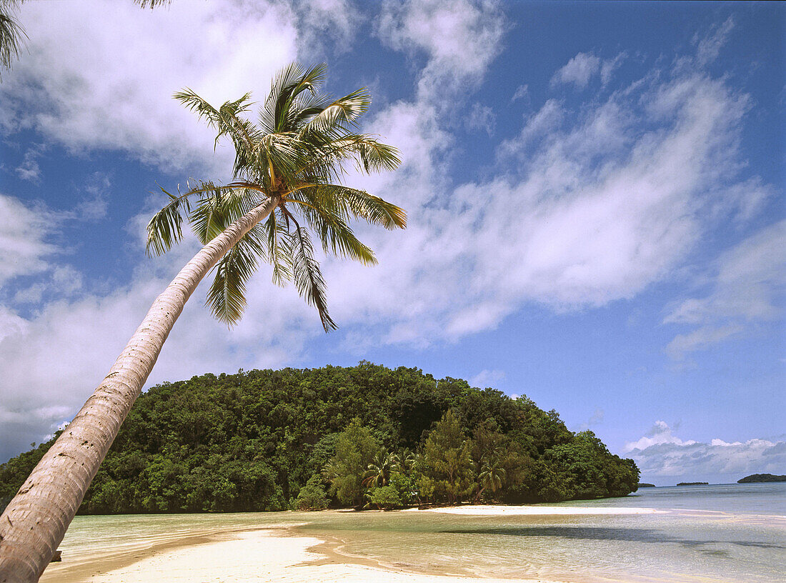 Overhanging palm tree at beach. Rock Islands. Palau. South Pacific