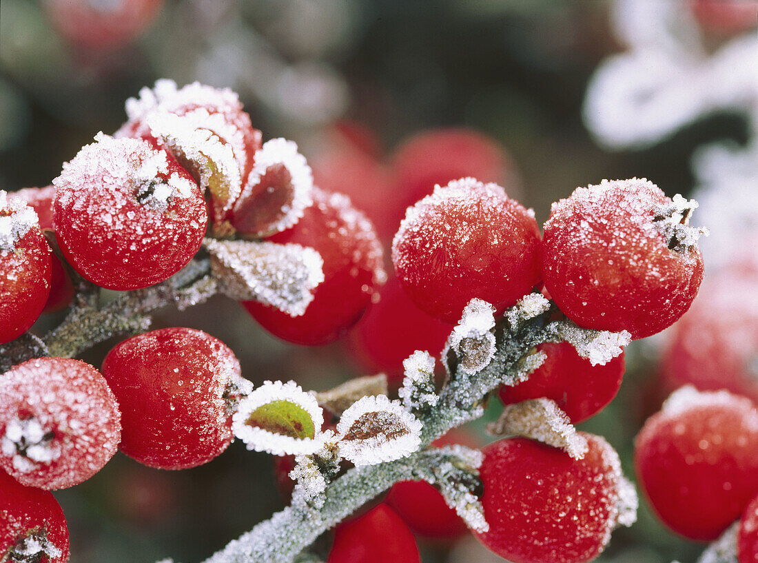 Frost-covered berries on shrub, close-up. Mill Creek. Washington. USA