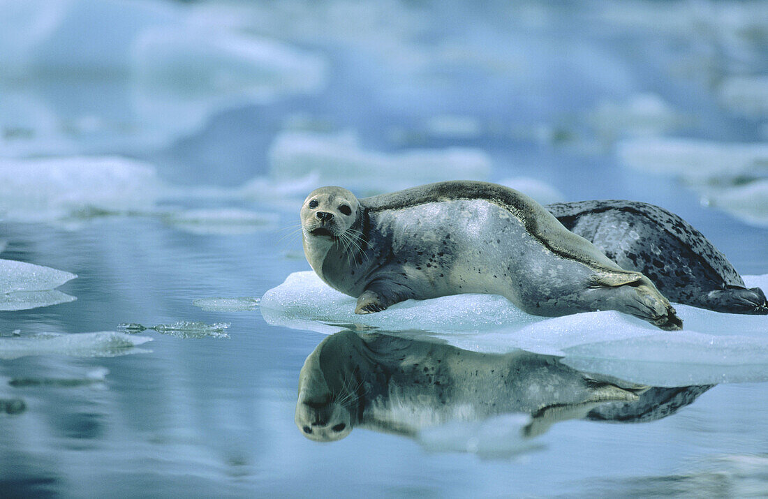 Harbor Seals (Phoca vitulina), mother and pup. Le Conte Glacier, Alaska, USA