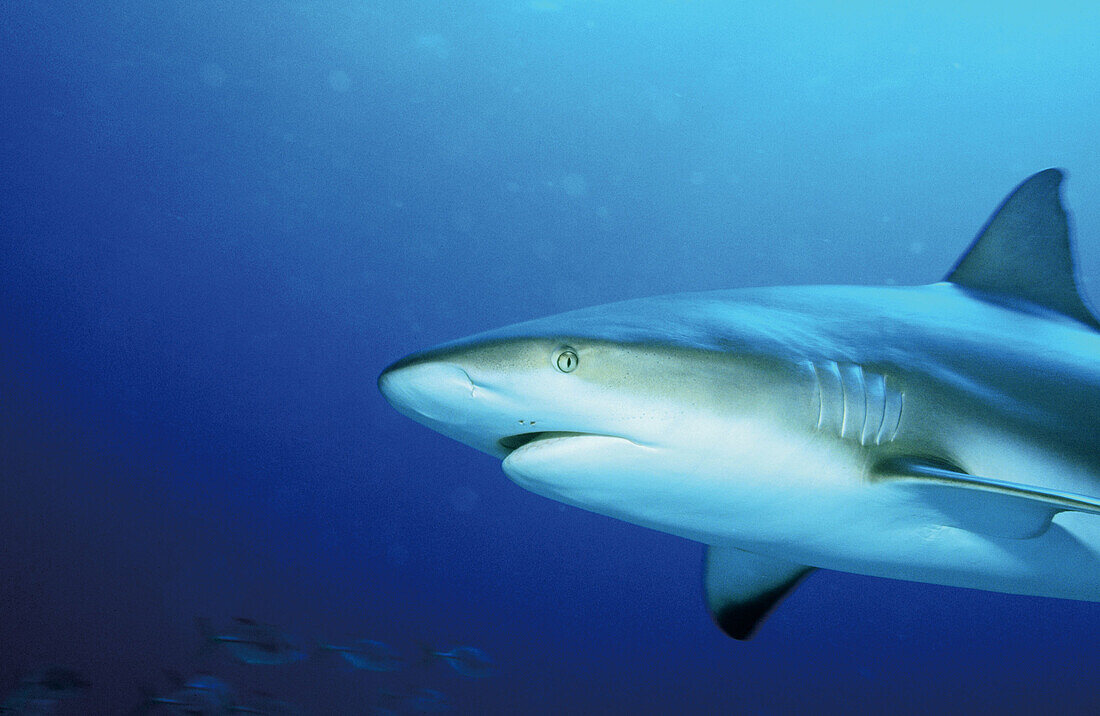 Caribbean reef shark (Carcharhinus perezi). Bahamas