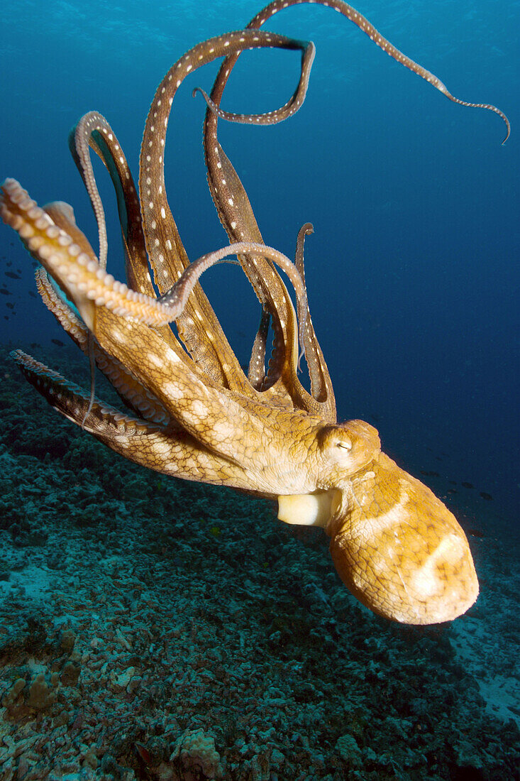Day Octopus (Octopus cyanea) Big Island, Hawaii near Kona. USA.