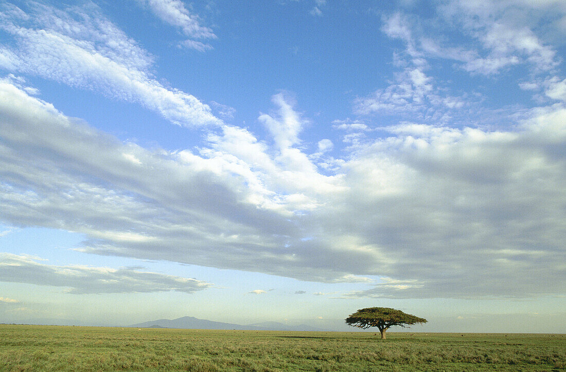 Acacia tree. Serengeti National Park. Tanzania
