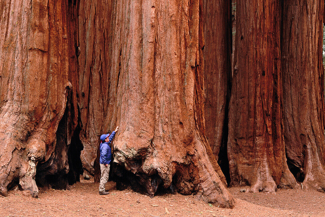 Hiker touching Big Tree (Sequoiadendron giganteum). Parker Grove. Sequoia National Park. California. USA