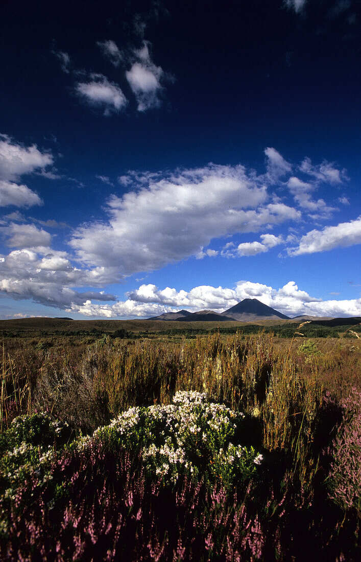 Blick über weite Ebene zum Mt.Ngauruhoe, Tongariro Nationalpark, Nordinsel, Neuseeland