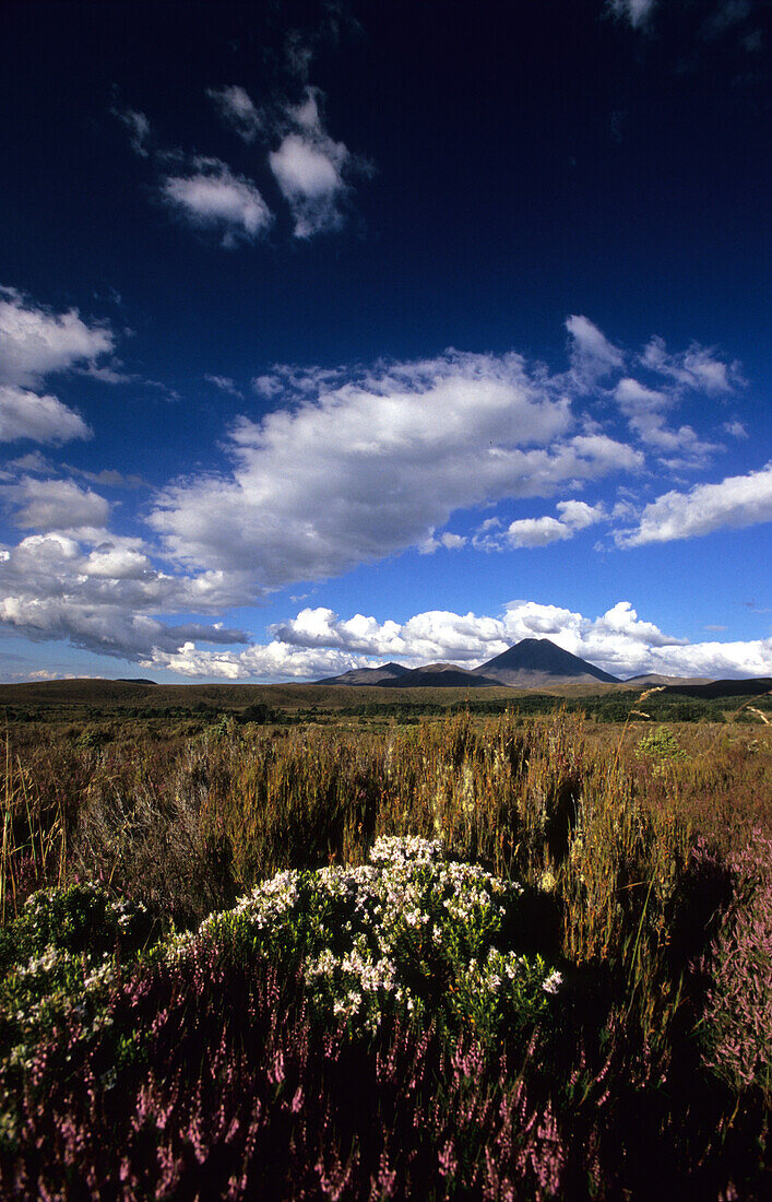 View over wide lowlands to Mt.Ngauruhoe, Tongariro National Park, North Island, New Zealand