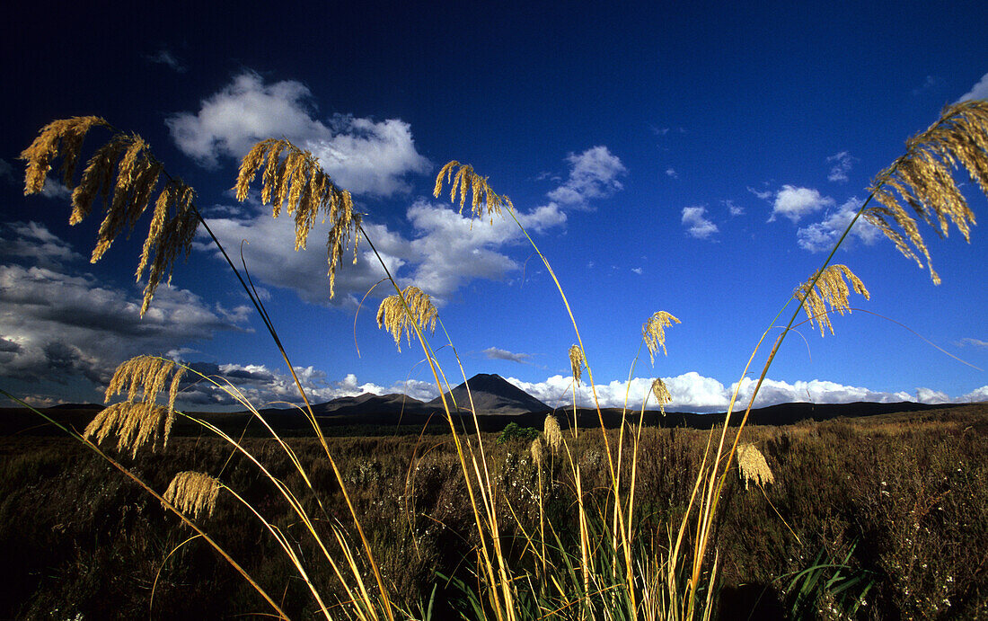 View over wide lowlands to Mt.Ngauruhoe, Tongariro National Park, North Island, New Zealand