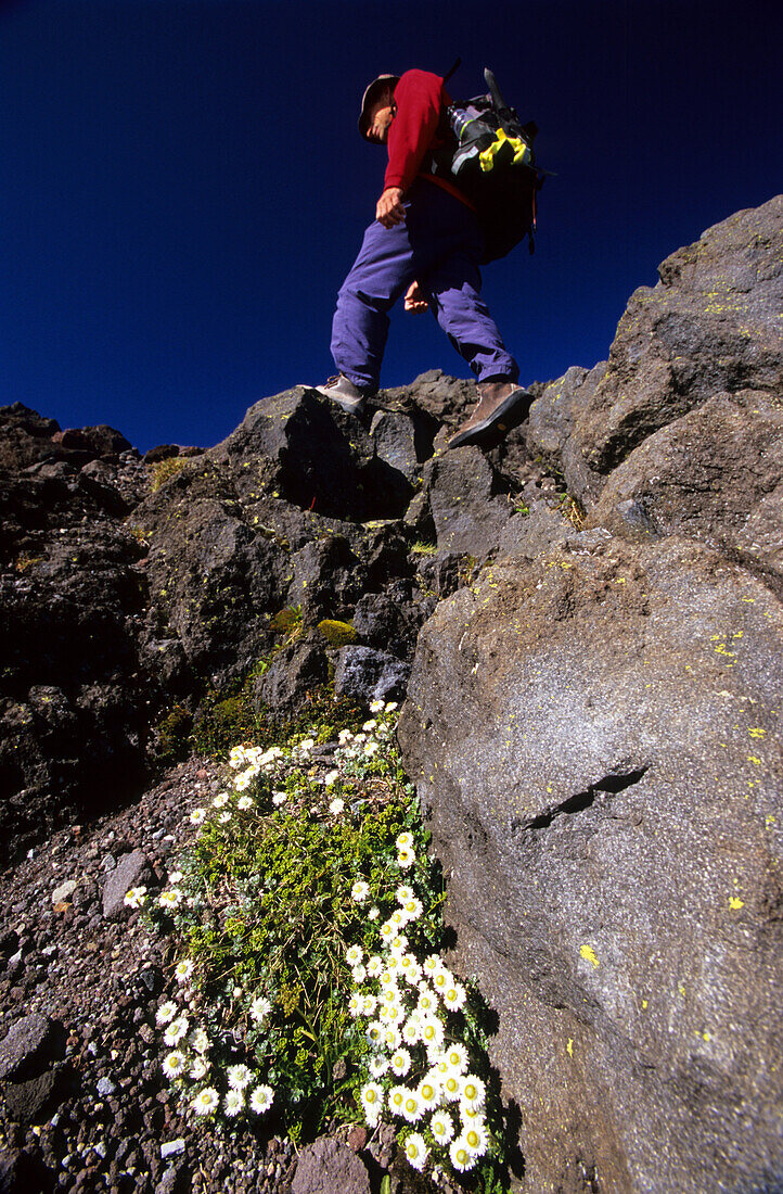 Bergsteiger klettert auf den Mt. Taranaki Mt.Egmont, Nordinsel, Neuseeland