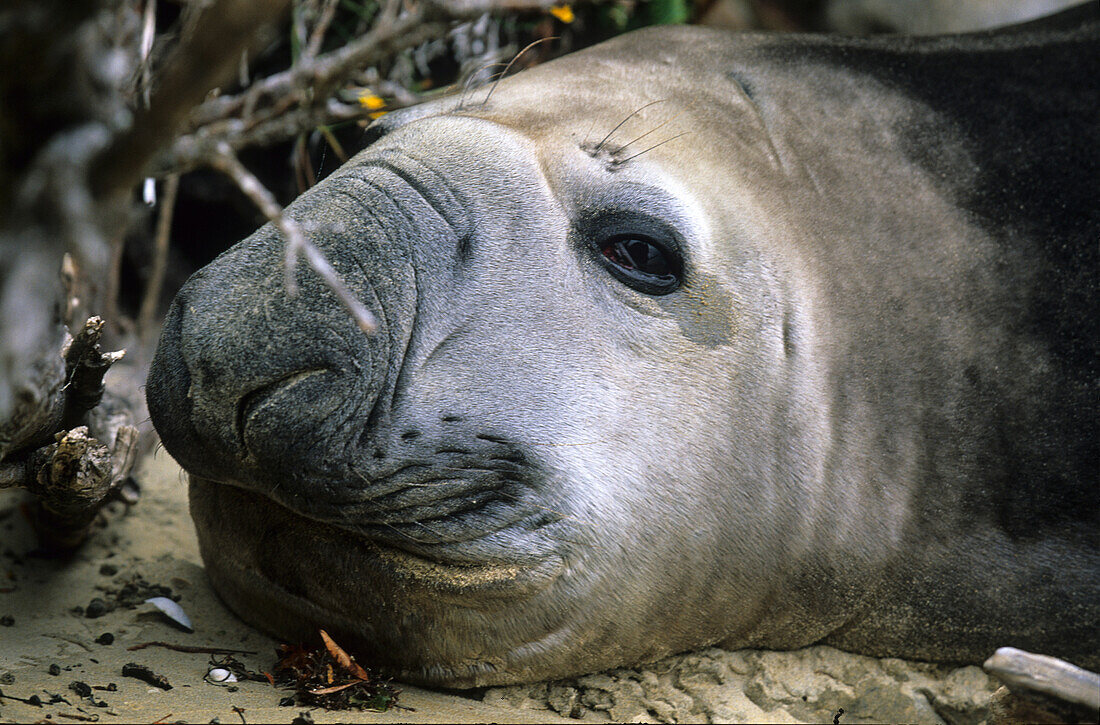 Elephant seal having a rest on Ulva Island, Steward Island, New Zealand
