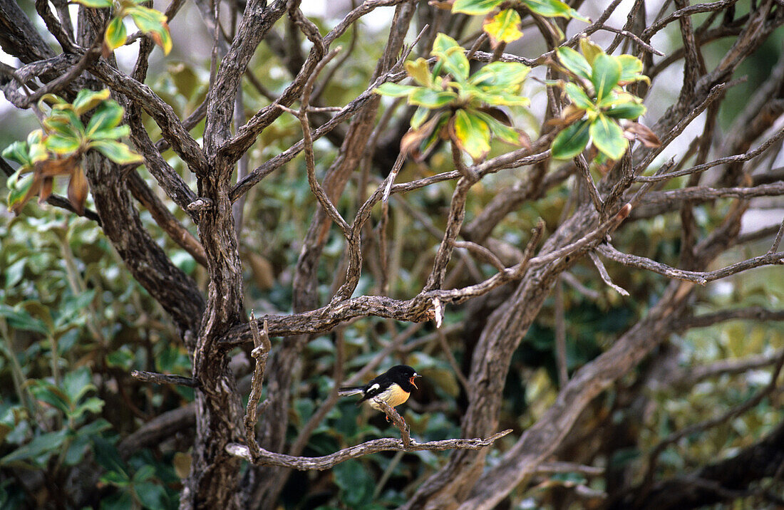 Ein Vogel sitzt in einem Busch, Ulva Island vor Steward Island, Neuseeland