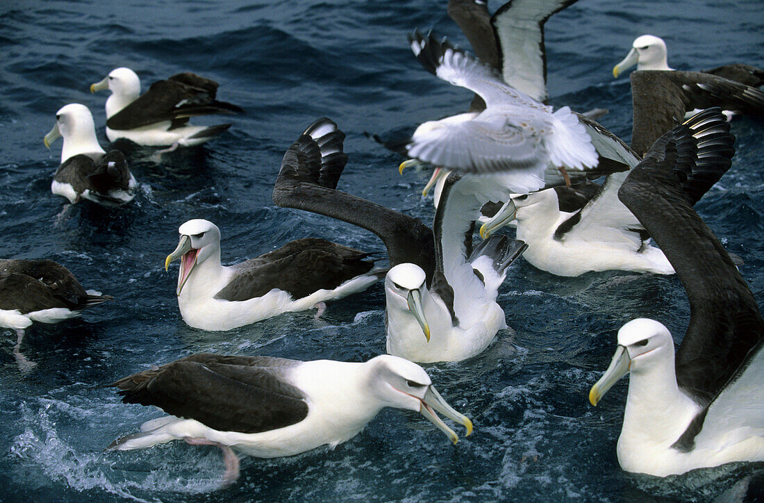 Flock of albatrosses off Steward Island, New Zealand