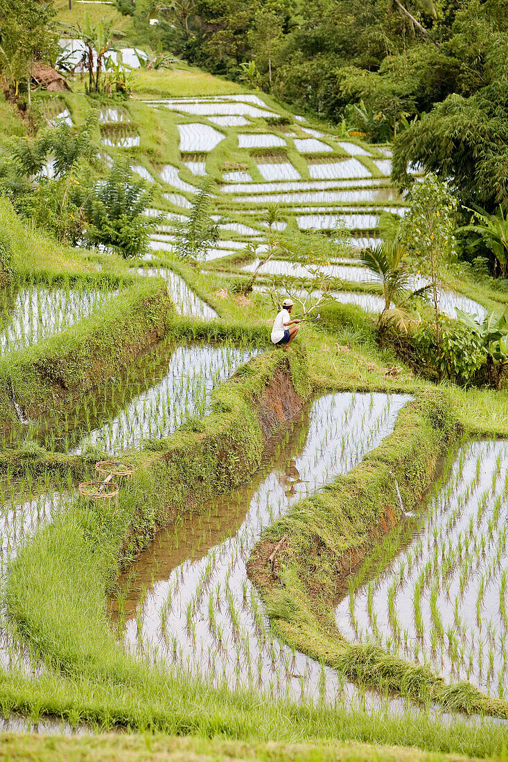 Ricefields in the country. Island of Bali . Indonesia