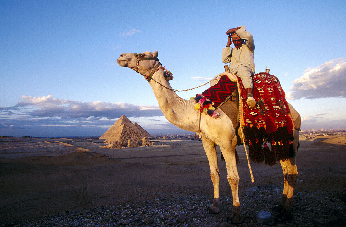 Camel rider renting camels to tourists around Gizeh pyramids. Egypt