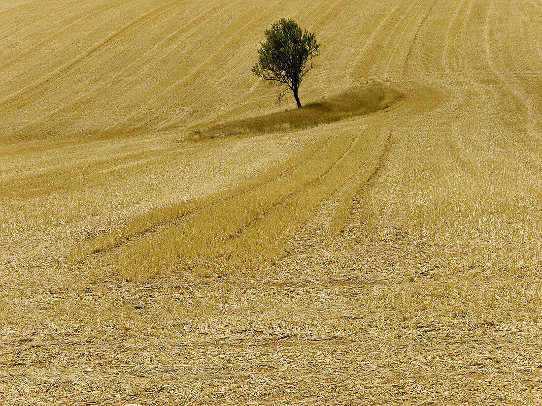 Fields in automne on the Valensole Plateau . Valensole. Alpes de Haute-Provence (04). Provence. France