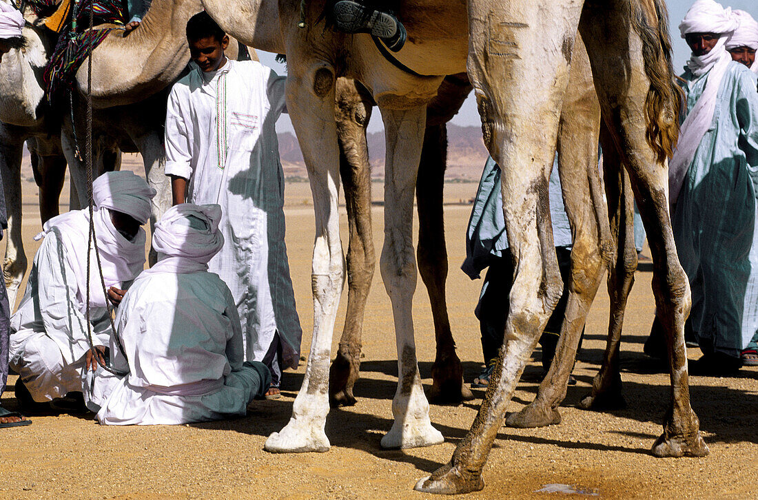 Camels race during the yearly tuareg festival sebiba . Djanet oasis. Tassili n Ajjer. Sahara. Algeria