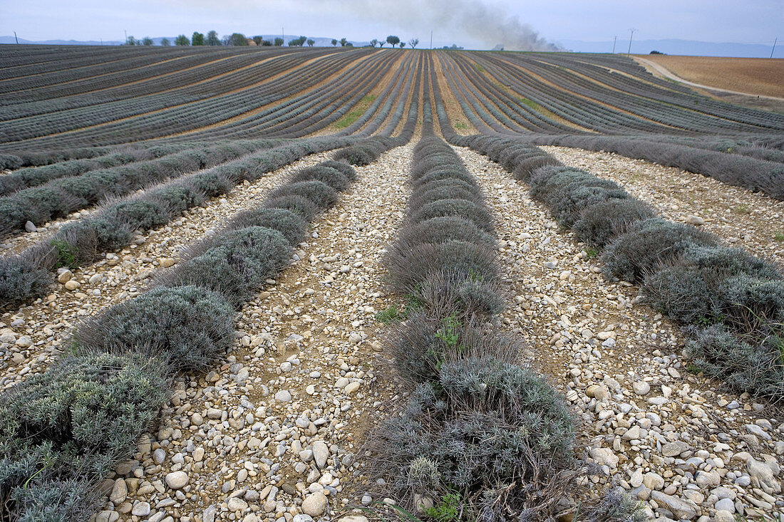 Lavender field in winter. Valensole village and plateau. Provence. France