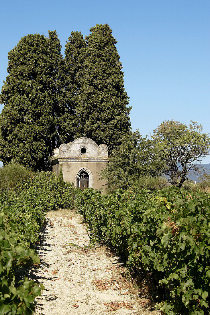 Vineyard. Languedoc-Roussillon. France.