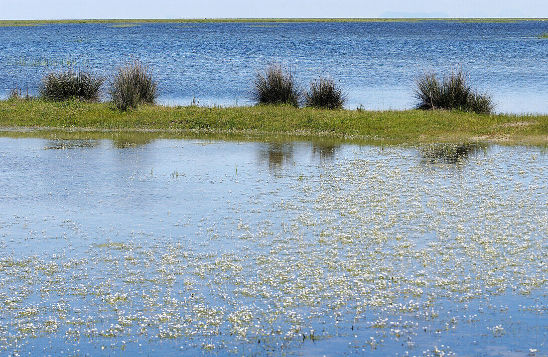 Feuchtgebiete. Doñana-Nationalpark. Provinz Huelva. Spanien