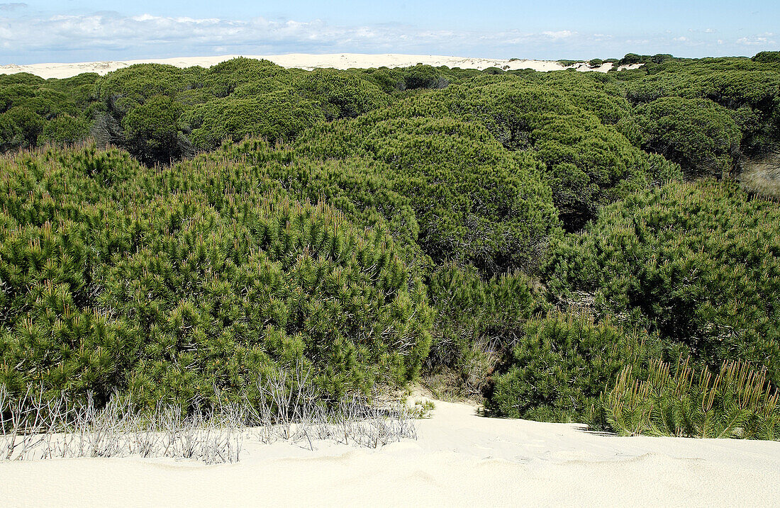 Wanderdünen (Dunas móviles) und von Dünen umgebene Kieferngruppen (Corrales). Doñana-Nationalpark. Provinz Huelva. Spanien