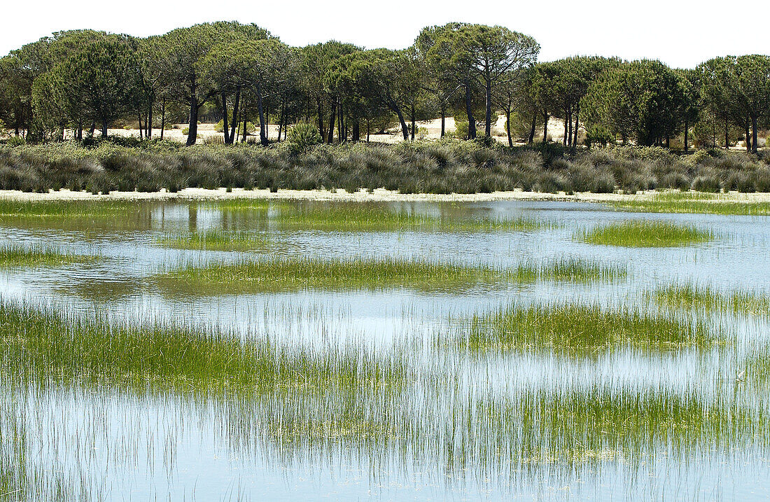 Feuchtgebiete. Doñana-Nationalpark. Provinz Huelva. Spanien