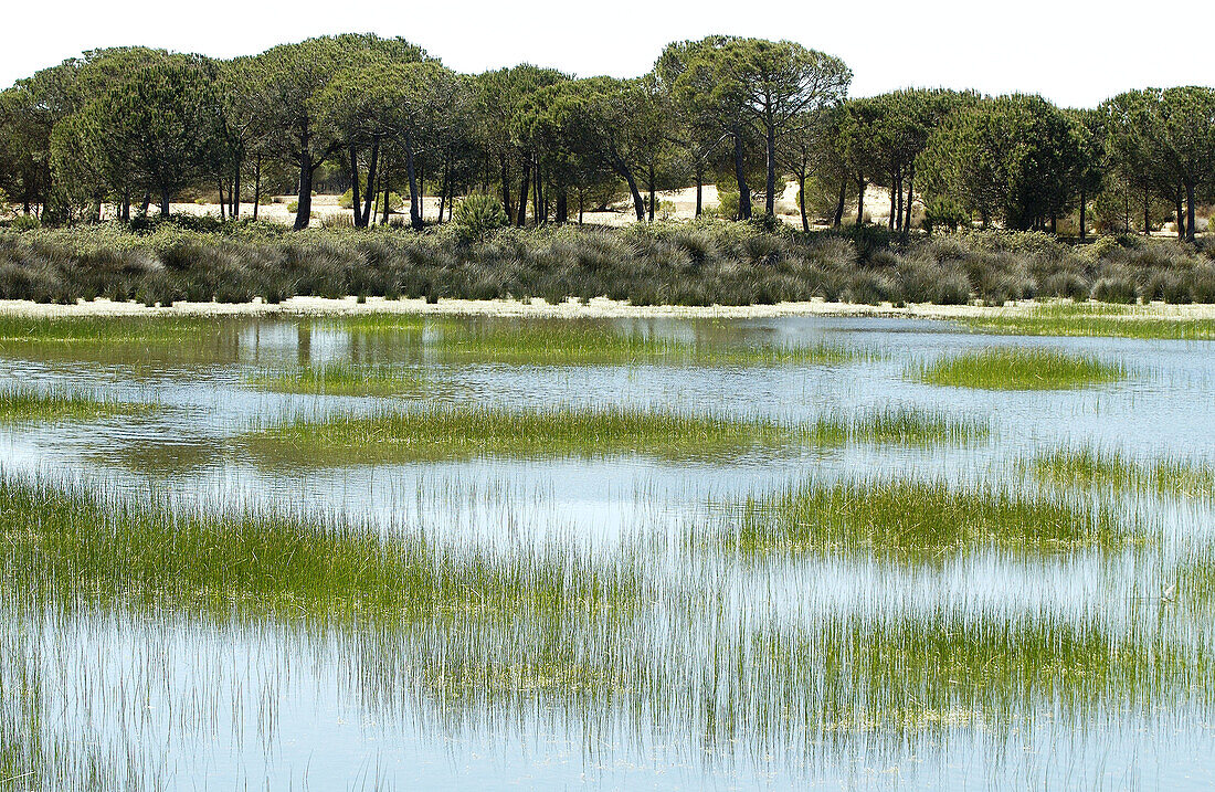 Wetlands. Doñana National Park. Huelva province. Spain