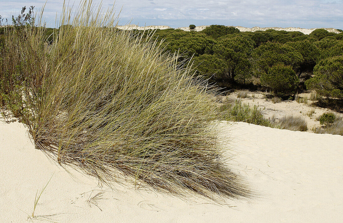 Dunas móviles (Wanderdünen) und corrales (von Dünen umgebene Kieferngruppen). Doñana-Nationalpark. Provinz Huelva. Spanien