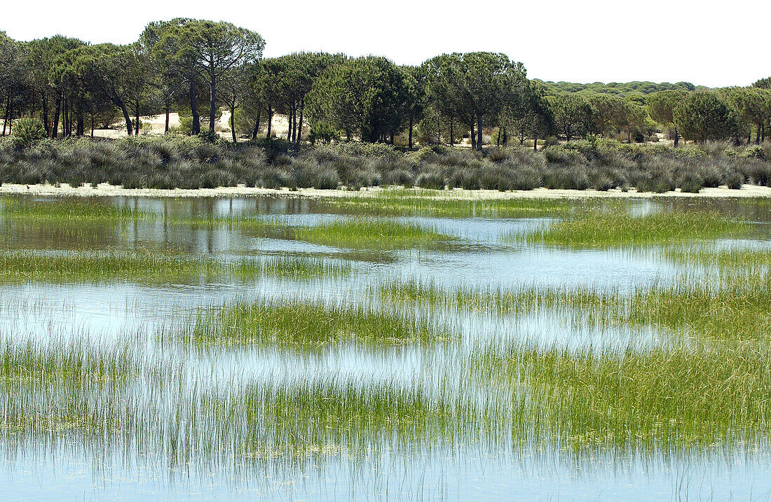 Feuchtgebiete. Doñana-Nationalpark. Provinz Huelva. Spanien