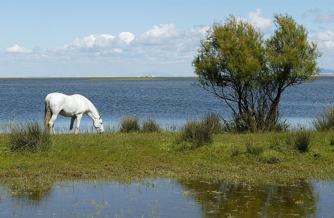 Pferd in einem Feuchtgebiet. Doñana-Nationalpark. Provinz Huelva. Spanien