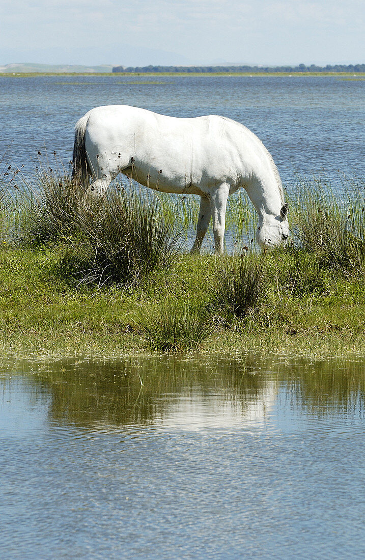 Horse at wetlands. Doñana National Park. Huelva province. Spain