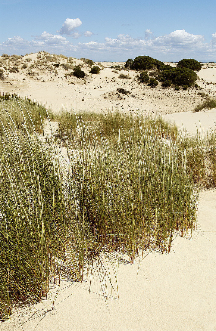 Dunas móviles (Wanderdünen) und corrales (von Dünen umgebene Kieferngruppen). Doñana-Nationalpark. Provinz Huelva. Spanien