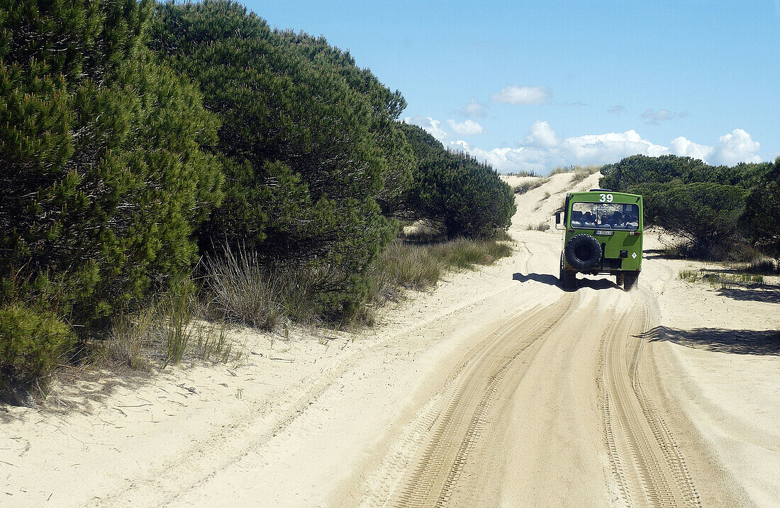 4x4-Fahrzeug zwischen den Dunas móviles (Wanderdünen) und corrales (von Dünen umgebene Kieferngruppen). Doñana-Nationalpark. Provinz Huelva. Spanien