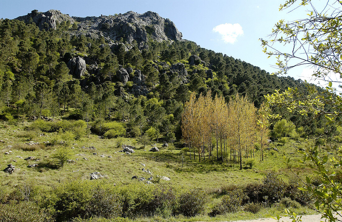 Naturpark Sierra de Grazalema. Provinz Cádiz. Spanien