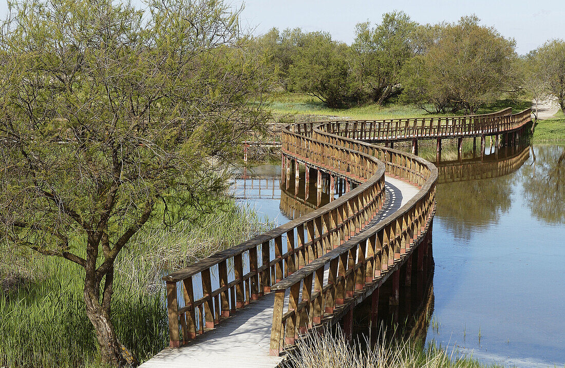 Nationalpark Tablas de Daimiel. Provinz Ciudad Real. Spanien