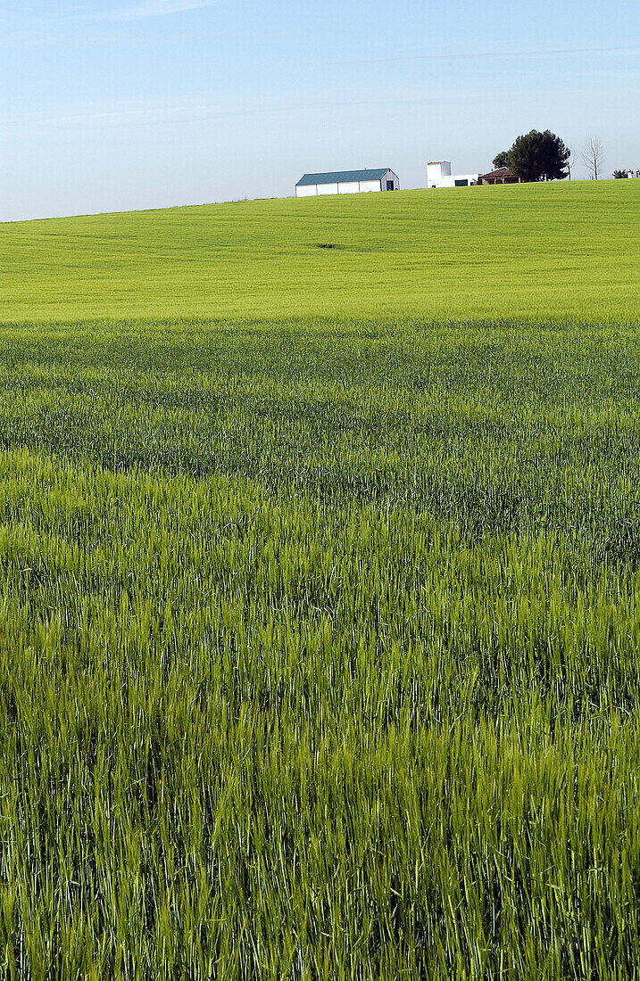 Grain field. Ciudad Real province. Spain